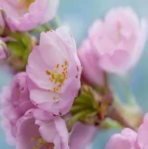 Meet your Posher, Bibi